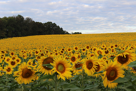 Sun flower field under blue sky during day time thumbnail