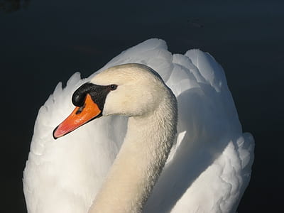 bird, animal, white, beak thumbnail