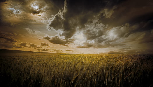 vast grassland under cloudy sky thumbnail