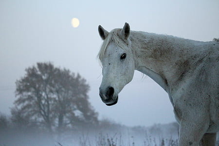 white horse thumbnail