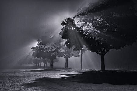 grayscale photo of trees thumbnail