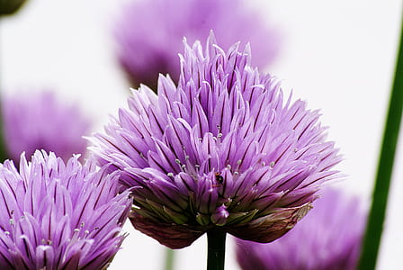 shallow focus photography of purple flowers thumbnail