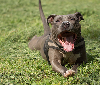 Amstaff, American Staffordshire Terrier thumbnail