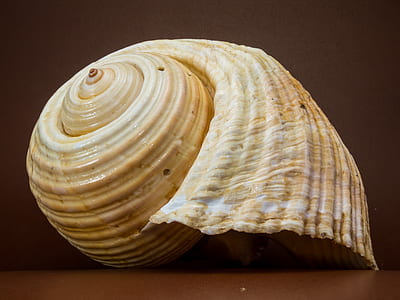 Beige Seashell thumbnail