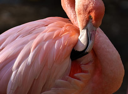 pink flamingo bird thumbnail