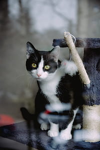 white and black cat on cat tree thumbnail