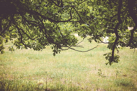 tree above green grasses photo during daytime thumbnail