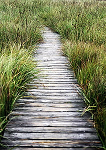 brown wooden boardwalk surrounded by green grasses thumbnail