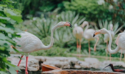 Greater Flamingos thumbnail