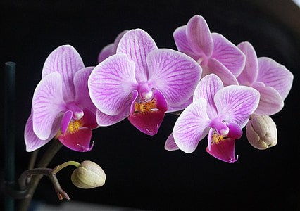 close-up photo of pink moth orchids thumbnail