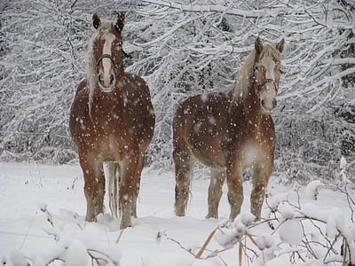 two brown horses standing on snowfield thumbnail