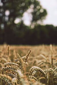 selective focus photography of wheats thumbnail