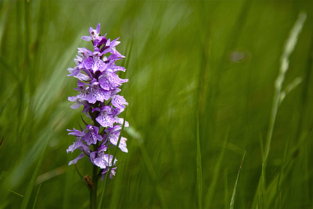 purple flowers thumbnail
