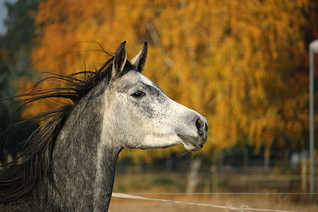 selective focus photography of black horse thumbnail