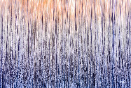 photography of black tall trees thumbnail