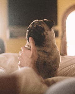 person touching adult fawn pug thumbnail