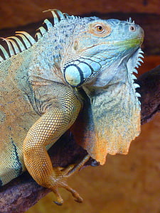 brown and black bearded dragon on branch thumbnail