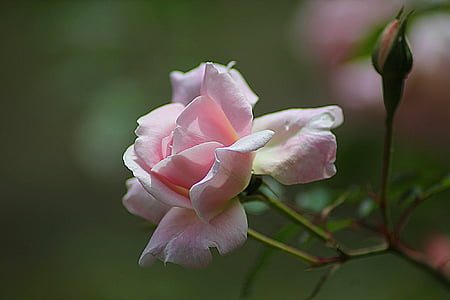 close-up photography of pink petaled flower thumbnail