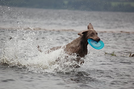 adult brown vizsla thumbnail