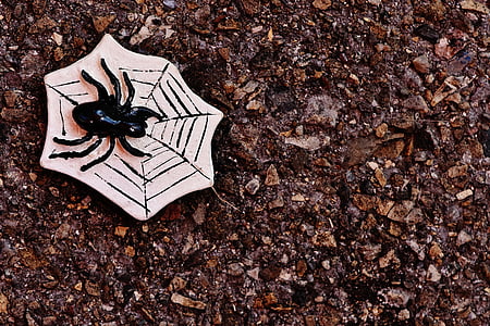 black spider on dried leaves thumbnail