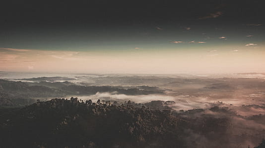 Bunch of Trees thumbnail