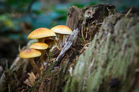 brown mushrooms on selective focus photo] thumbnail
