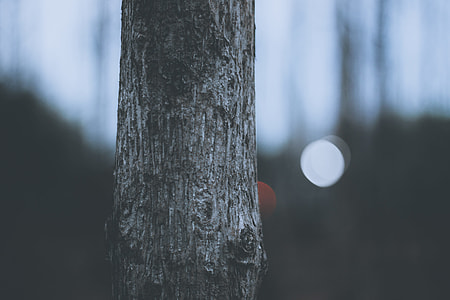 shallow focus photography of tree trunk thumbnail