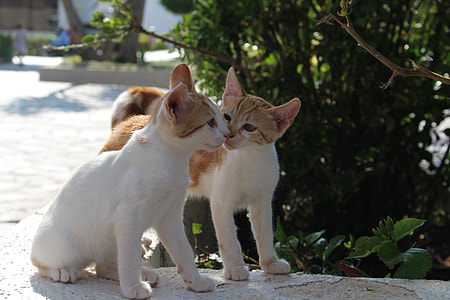 photo of orange tabby cats thumbnail