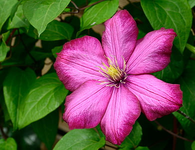 pink clematis flower thumbnail