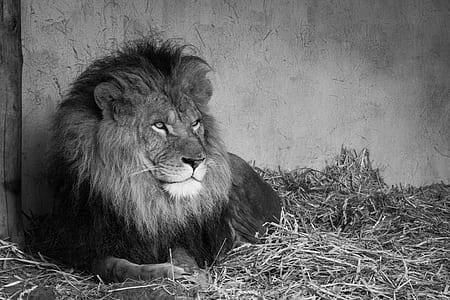 black-and-white, animal, boss, zoo thumbnail