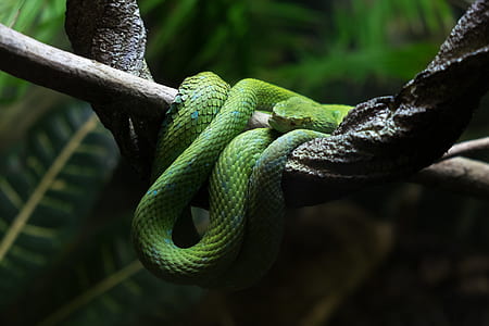 closeup photography of green snake on tree thumbnail