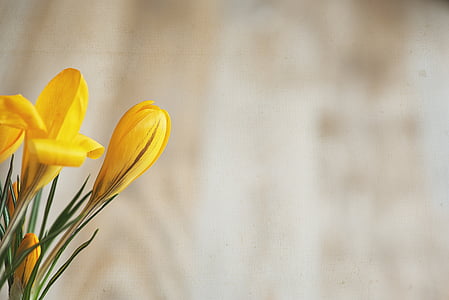 selective focus photography of yellow crocus flowers thumbnail