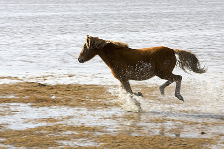 brown horse running on body of water during day time thumbnail