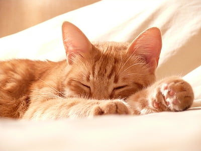 orange tabby kitten on white textile thumbnail