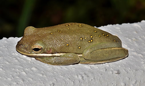 brown frog thumbnail