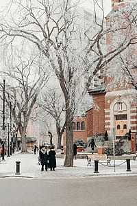 two people under snow covered tree thumbnail