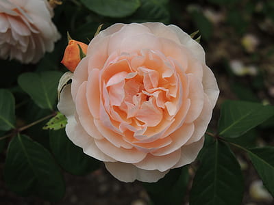 pink and white petaled flowers thumbnail