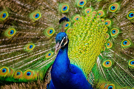close-up photo of blue and green peacock thumbnail