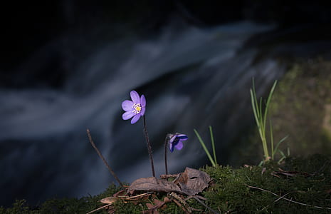 shallow focus photography of purple flowers thumbnail