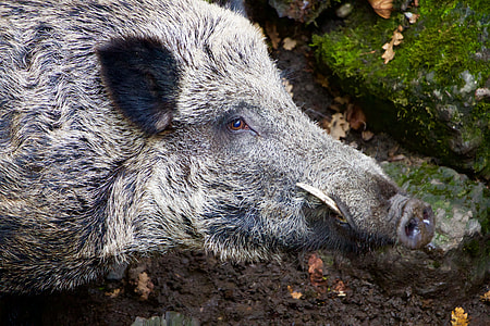 black wild boar thumbnail