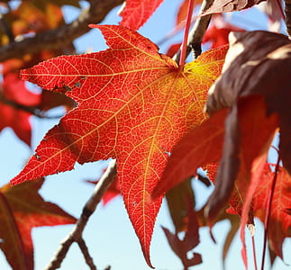 nature, blur, autumn, fall thumbnail