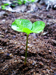 closeup photography of green plant thumbnail