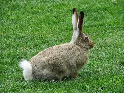 gray and white rabbit thumbnail