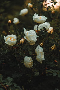 White Petaled Flowers thumbnail