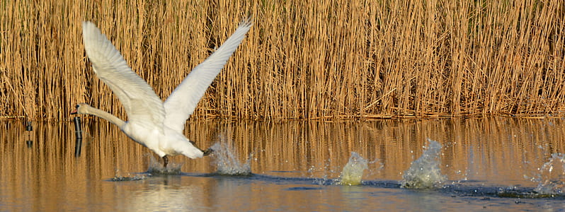 white swan on body of water thumbnail