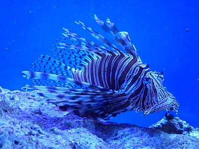 black and white striped lionfish thumbnail