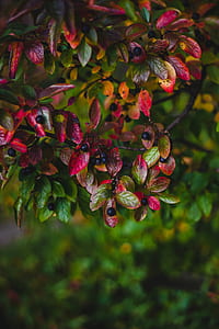 leaves, tree, fruit, fresh thumbnail