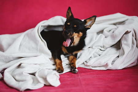 A cute puppy in a pink bed thumbnail