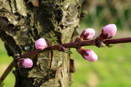 pink flowers thumbnail