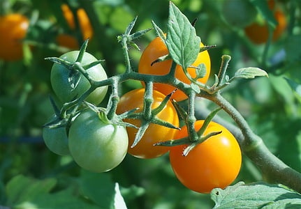tilt shift photography of green and orange tomatoes thumbnail